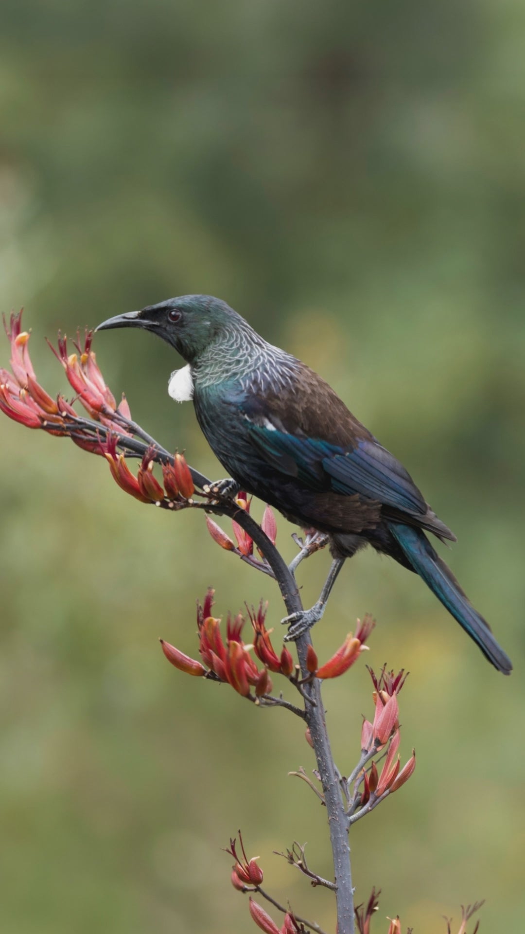 Tūī in Pāua Key Holder