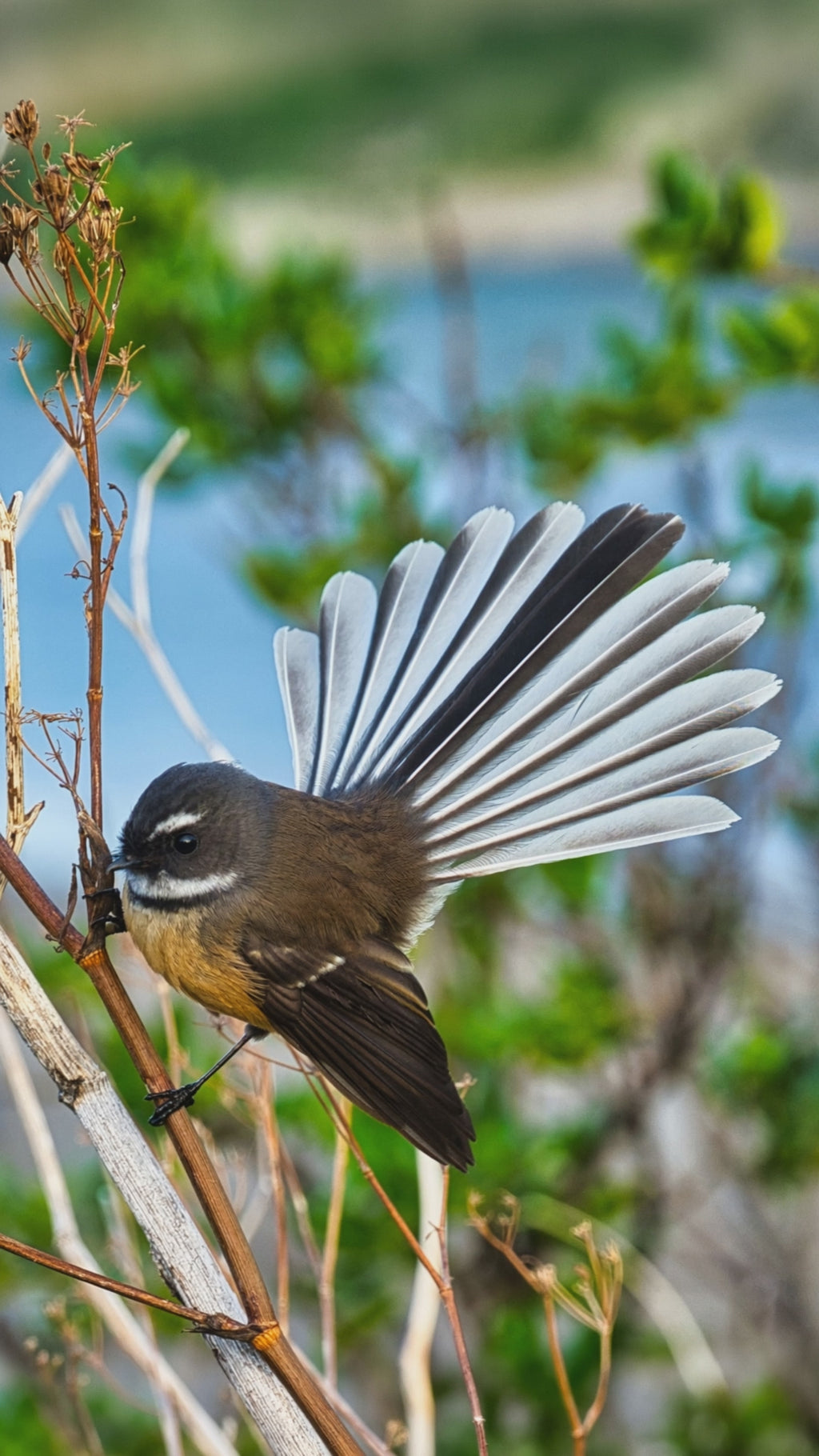Fantail Timber Key Holder